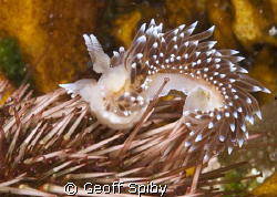 a fearless (or insensitive) silver nudibranch that I spot... by Geoff Spiby 